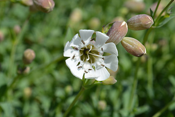 Image showing Sea campion flower