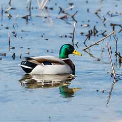 Image showing Beautiful mallard in natural habitat