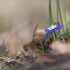 Image showing Beautiful Hepatica Nobilis