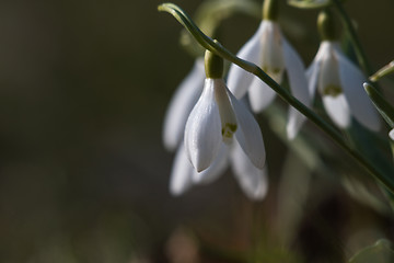 Image showing Beautiful snowdrops by early spring season
