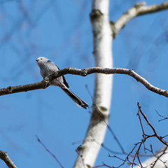 Image showing Cute Long-tailed Tit on a twig