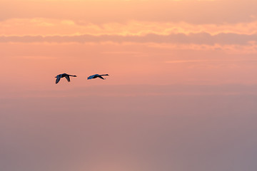 Image showing Flying swans by a colorful sky