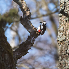 Image showing Woodpecker in a tree