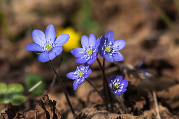 Image showing Sunlit Blue Hepaticas