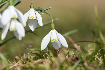 Image showing Sunlit snowdrops closeup