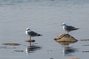 Image showing Pair of Seagulls by the  coast