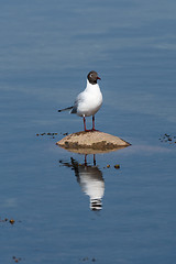 Image showing Seagull standing on a rock in a calm water