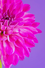 Image showing Image of the flower dahlia on purple background