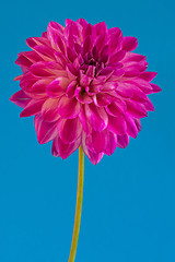 Image showing Image of the flower dahlia on blue background