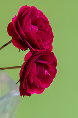 Image showing Macro red roses flowers over green background