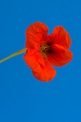 Image showing Red macro flower on blue