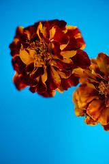 Image showing Tagetes patula flower on blue