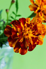 Image showing Tagetes patula flower on green