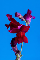 Image showing Red macro flower on blue