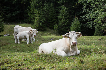 Image showing Cows grazing on alpine meadow, Slovenia.