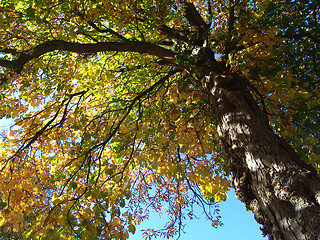 Image showing autumn chestnut tree