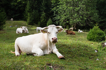 Image showing Cows grazing on alpine meadow, Slovenia.