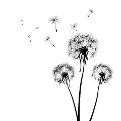 Image showing dandelions