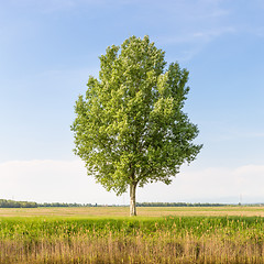 Image showing Green tree in the field