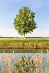 Image showing Green tree in the field by river.