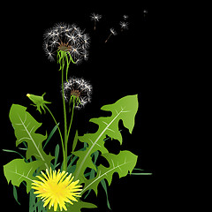 Image showing dandelions