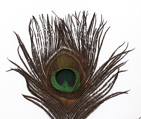 Image showing peacock feather