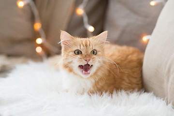 Image showing red tabby cat mewing on sofa and sheepskin at home