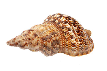 Image showing Big Sea Shell