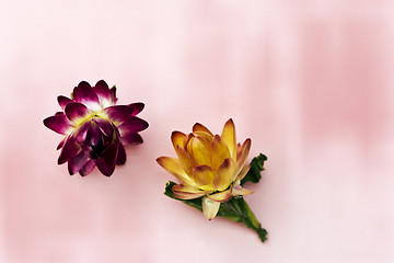 Image showing Two flower heads of everlasting flowers (strawflowers). Top view