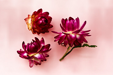 Image showing Three dark pink flower heads of everlasting flowers (strawflower