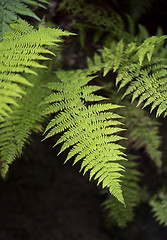 Image showing Young fronds of fern