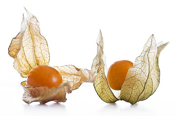 Image showing Physalis, fruits with papery husk