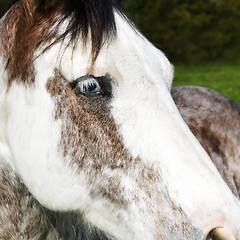 Image showing Horse head