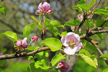 Image showing buds of blossoming apple tree