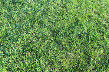 Image showing meadow with green grass