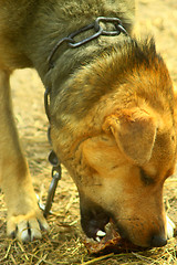 Image showing watch-dog eats a piece of meat