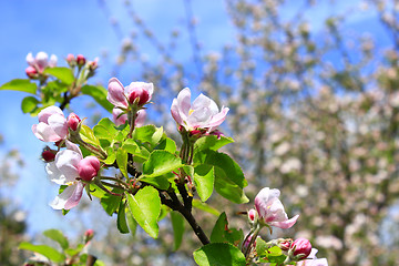 Image showing branch of the blossoming apple tree in spring