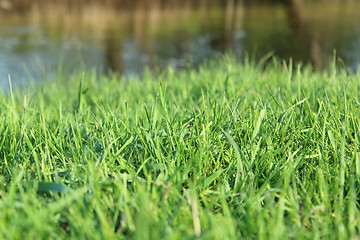 Image showing green grass by river