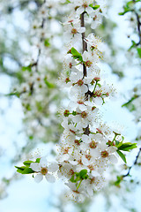 Image showing blooming cherry-plum with white flowers