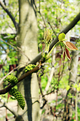 Image showing flowers of walnut on the branch of tree