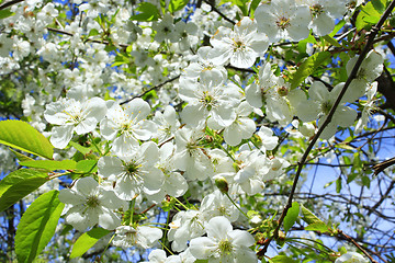 Image showing flowers of blooming cherry