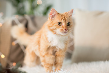 Image showing red tabby cat on sofa with sheepskin at home