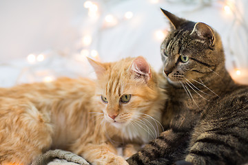 Image showing two cats lying at home