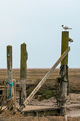 Image showing Black-headed Gull on Jetty