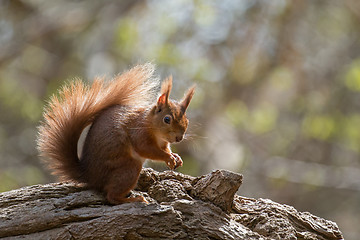 Image showing Red Squirrel on Fallen Tree