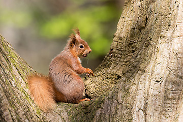 Image showing Red Squirrel in Tree