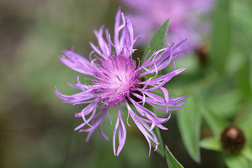 Image showing Purple flower