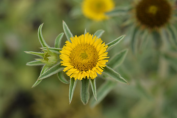 Image showing Spiny Starwort