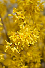 Image showing Yellow forsythia flowers