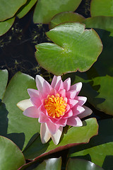 Image showing Water lily